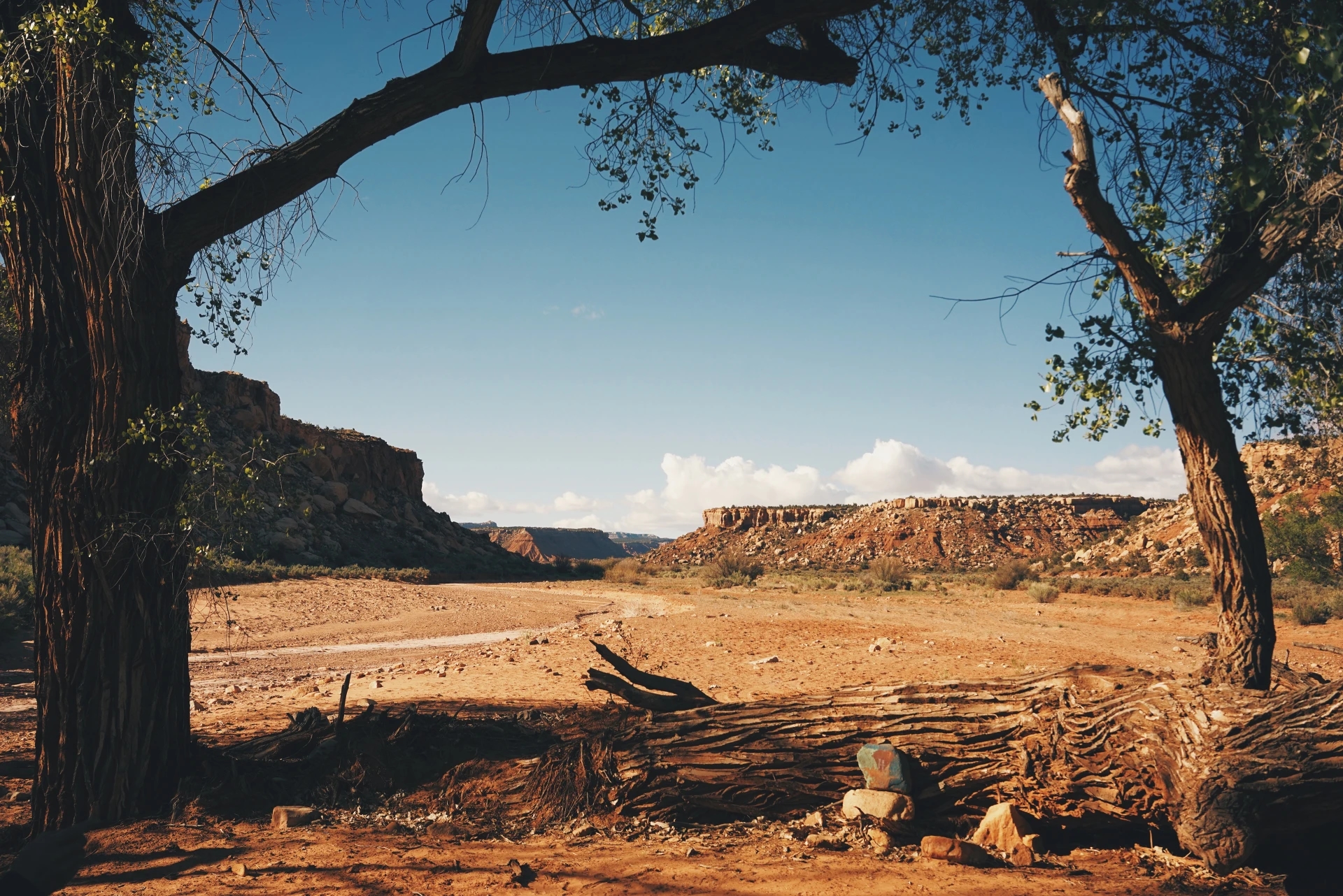 beautiful vista of a redrock desert landscape framed on the sides and top by trees and a fallen log at the bottom