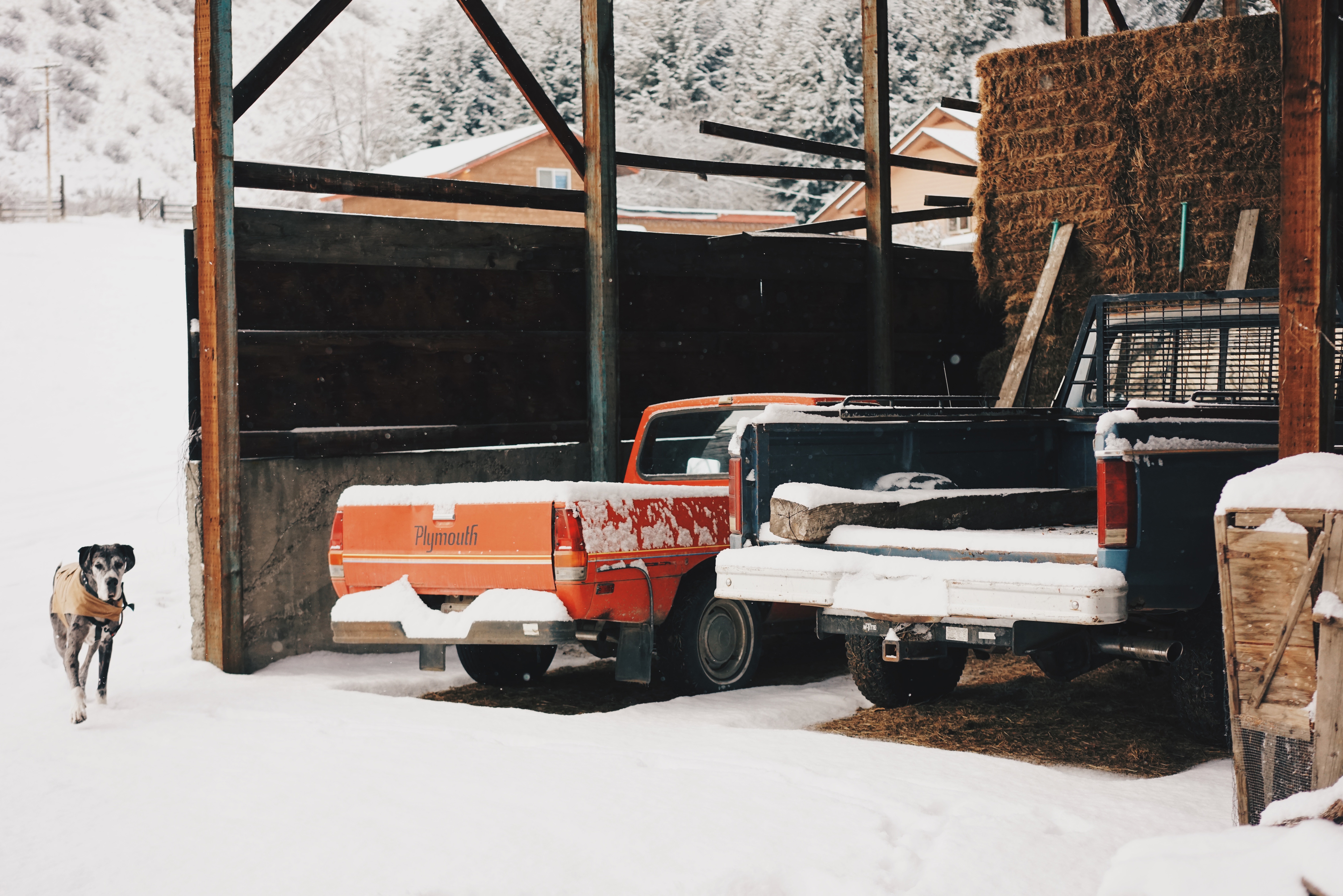 great dane in coat appears in contrast against snow at the opening of a barn containing two old trucks also covered in show